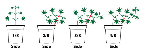 Técnicas de cultivo aplicadas en diferentes etapas